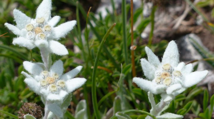 Il Giardino Botanico Alpino Paradisia