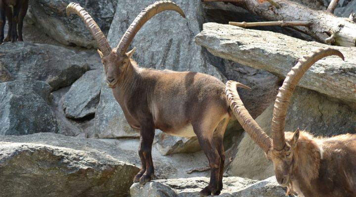 Parco Nazionale del Gran Paradiso