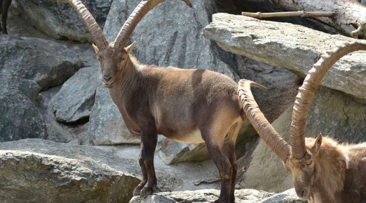 The Gran Paradiso National Park