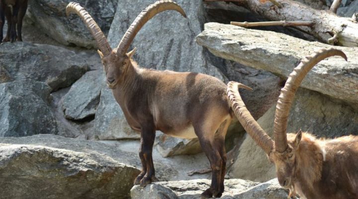 Het Nationale park Gran Paradiso